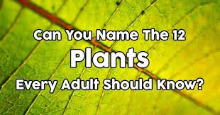 Take the plants quiz see all quizzes › go to topic › question 9 what is an annual plant? Can You Name These 12 Plants Quizpug