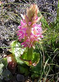 Image result for Satyrium trinerve