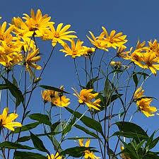 Image result for Helianthus angustifolius