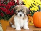 Shichon Puppies for Sale | PuppySpot