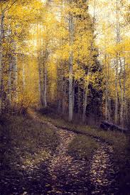 Birch Trees In Colorado Aspen Trees Pathway Path Fall Tree Decor Colorado Art Etsy Aspen Trees Aspen Art Colorado Art