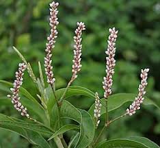 Image result for Persicaria senegalensis