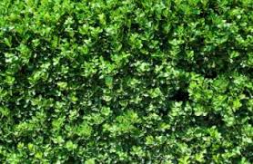 Privet hedges grow well and are easy to care for. Privet Lovetoknow