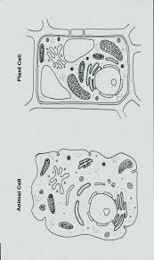 Cell Cycle Coloring Worksheet Inspirational Animal Cell Diagram Coloring Worksheet Templarcolor In 2020 Plant And Animal Cells Animal Cell Animal Cells Worksheet