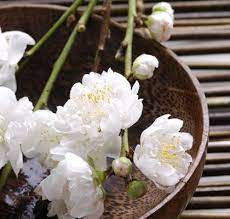 Cherry Blossom Flower Essence Flower Essences Bach Flowers Bach Flower Remedies
