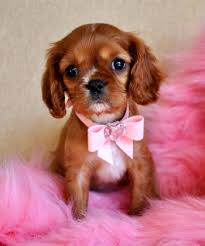 We warranty the teacup puppies for sale near me free from. Teacup Puppies For Sale Florida Puppies For Sale Tampa Puppies For Sale Orlando Teacup Puppies For Sale Miami Florida Teacup Yorkie Puppies For Sale Florida Cassie S Closet