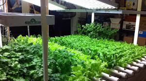Cara menanam hidroponik di rumah untuk pemula | selamat datang para pekebun sukses di tempat berbagi dan belajar tentang hobi berkebun, me. Memanfaatkan Bagian Atap Rumah Sebagai Kebun Depo Bagoes Bangunan
