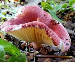 Image result for Russula sp.