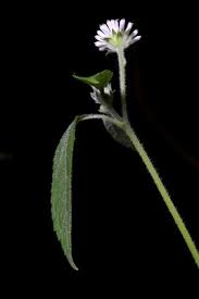 Image result for Lipotriche marlothiana