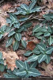 Image result for Grewia pubescens