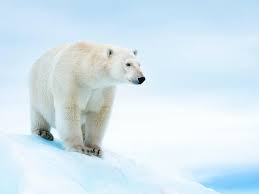 Polar Bear Species Wwf
