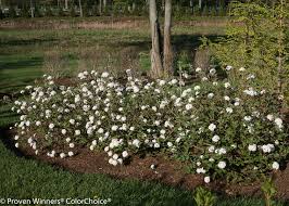 It's a reliable foliage backdrop, lasts for years and adds a pop of spring color with tons of blooms. Spice Baby Koreanspice Viburnum Viburnum Carlesii Proven Winners