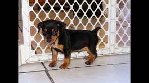 Free classified ads buy and sell items locally. Miniature Pinscher Puppies Dogs For Sale In Phoenix Arizona Az 19breeders Gilbert Peoria Youtube