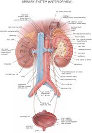 Ø§ÙØ­Ø§ÙØ¨ Ø§ÙØ­Ø§ÙØ¨ÙÙ Ureters Medical Anatomy Human Anatomy And Physiology Medical Knowledge