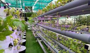 Membuat kebun kecil dipekarangan rumah. Ini Tips Membuat Kebun Vertikal Di Rumah Ala Kementan Okezone Economy