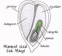 Internal Structure Of Dicot And Monocot Seeds Seeds 10 Commandments Rhs