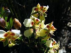 Image result for Zygophyllum leucocladum