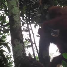 ✅ temukan cara membuat email baru di gmail, membuat email perusahaan, dan cara 3.2 membuat email perusahaan menggunakan hosting (berbayar). Sumatran Orangutan Conservation Programme Socp Home Facebook