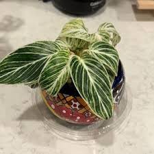 Image result for Filodendron Philodendron