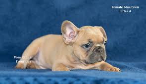 Find french bulldog puppies and breeders in your area and helpful french bulldog information. Home Vom Ragnar Frenchies French Bulldog Puppies Chicago Illinois French Bulldog Puppies French Bulldog Bulldog Puppies
