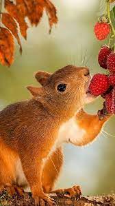 Animal Pet Squirrel Cute Squirrel Squirrel Photography Animal Photography Squirrel Eating Natural Squirre Squirrel Pictures Animals Beautiful Animals Wild