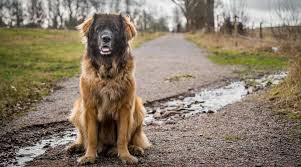 Their breed type might also give you some help. Big Dog Names 200 Different Names For Male Female Giant Breeds
