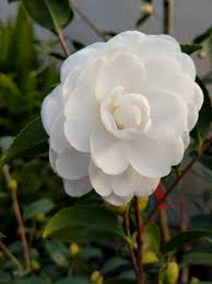 Camellia Sasanqua Autumn Moon Wholesale Flowers Bulb Flowers Camellia