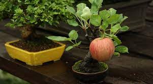 Bonsai beads beaded bonsai wire tree for sale. Bonsai Apple Trees A Guide To Compact Fruit Tree Care