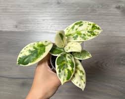 Image result for Selago lacunosa