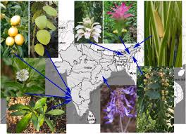 Image result for Embelia welwitschii