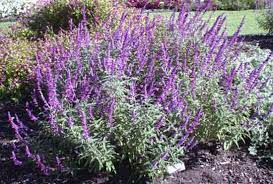 Love Mexican Sage Takes Care Of Itself And Looks Beautiful All Summer And Late Into The Winter Mexican Sage Mexican Sage Bush Sage Bush
