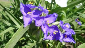 Image result for Meiosperma bracteatum