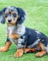 Mini Dapple Dachshund Full Grown