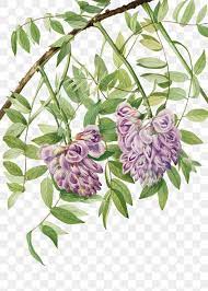 Purple American Wisteria Flower Png Botanical Illustration Watercolor Free Image Botanical Illustration Watercolor Flower Illustration Botanical Illustration