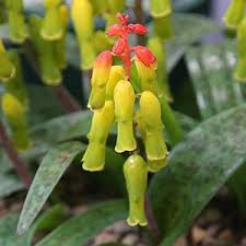 Image result for Queenslandiella