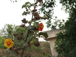 Image result for Abutilon hirtum