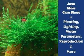 Java Moss Care Guide Growing Tips Propagation Plant Profile Java Moss Planted Aquarium Betta Fish