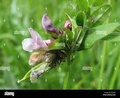 Image result for Crotalaria platysepala