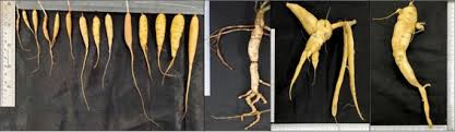 Image result for Vigna vexillata