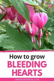 How To Grow Bleeding Heart Flowers In 2020 Bleeding Heart Flower Perennials Low Maintenance Bleeding Heart