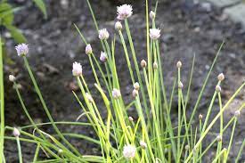 How to effectively get rid of fruit flies and gnats. Chives Are Spreading In Lawn How Do You Get Rid Of Chives That Escape Beds