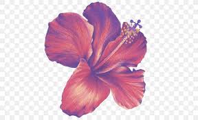 Flower Drawings Colored Pencil Sketch Png 500x500px Flower Drawings Art Art Museum Cartoon Color Download Free 1) draw a rectangle that will define the conditional proportions and boundaries of the chosen drawing. flower drawings colored pencil sketch