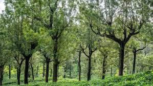 Teak Plantation 1 Back