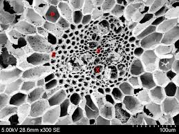 Image result for Bolboschoenus glaucus