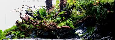Aquascaping Styles Nature Aquarium Iwagumi The Dutch Aquarium Nature Aquarium Aquascape Aquascape Design