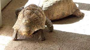 Kleine testudo marginata im glaskasten im haus halten, nehmt abstand. Pantherschildkrote Haltung Pantherschildkrote Kaufen