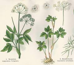 De legers hadden altijd voedsel nodig. Zevenblad Mergenmetz