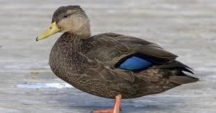 Black And White Duck Species American Black Duck Male Google Images Duck Species Dabbling Duck Bird Life List