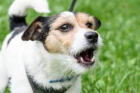 Dalam buku mimpi erek erek anjing 2d terdapat juga kode alam anjing 2d peristiwa unik sehari hari. Kenapa Anjing Menggonggong Terus Ini 6 Penyebabnya Halaman All Kompas Com