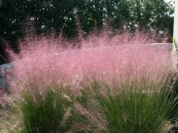 We did not find results for: Shrubs Grasses And Flowers Diy